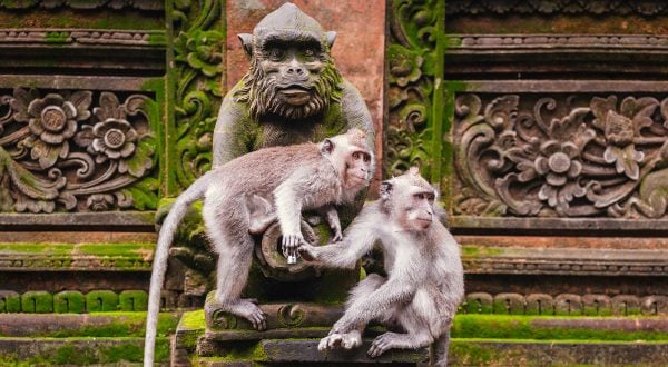 Forêt-des-singes-Indonésie-600x330