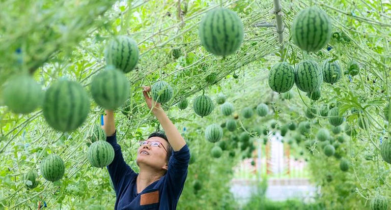 127-172421-china-world-production-and-consumption-melons-7