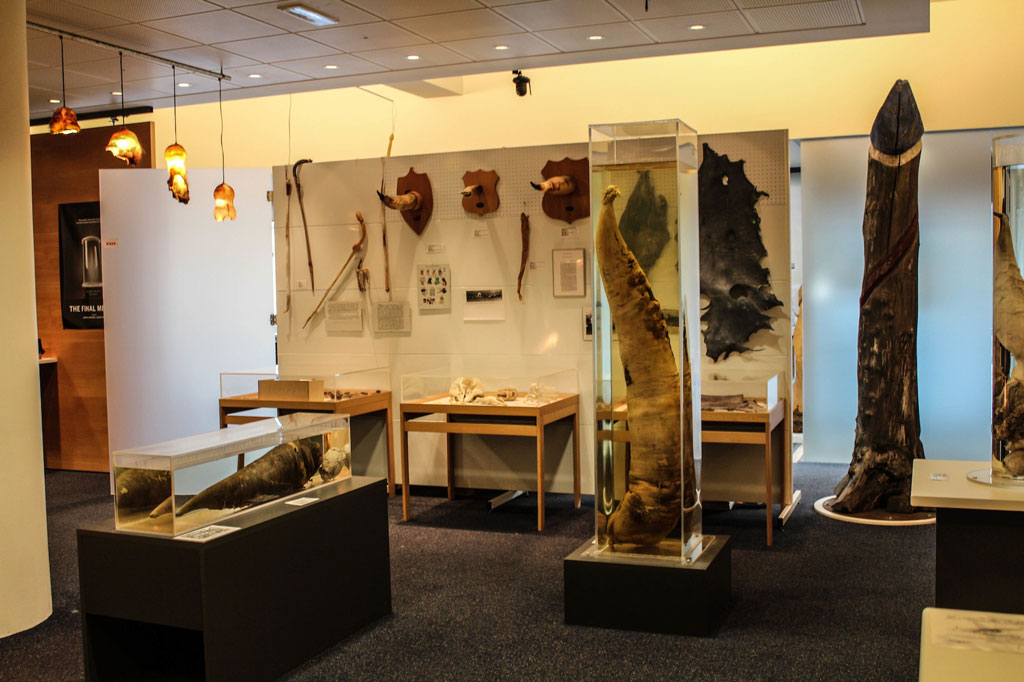 المتحف الآيسلندي لدراسة الجهاز التناسلي لذكور الحيوانات