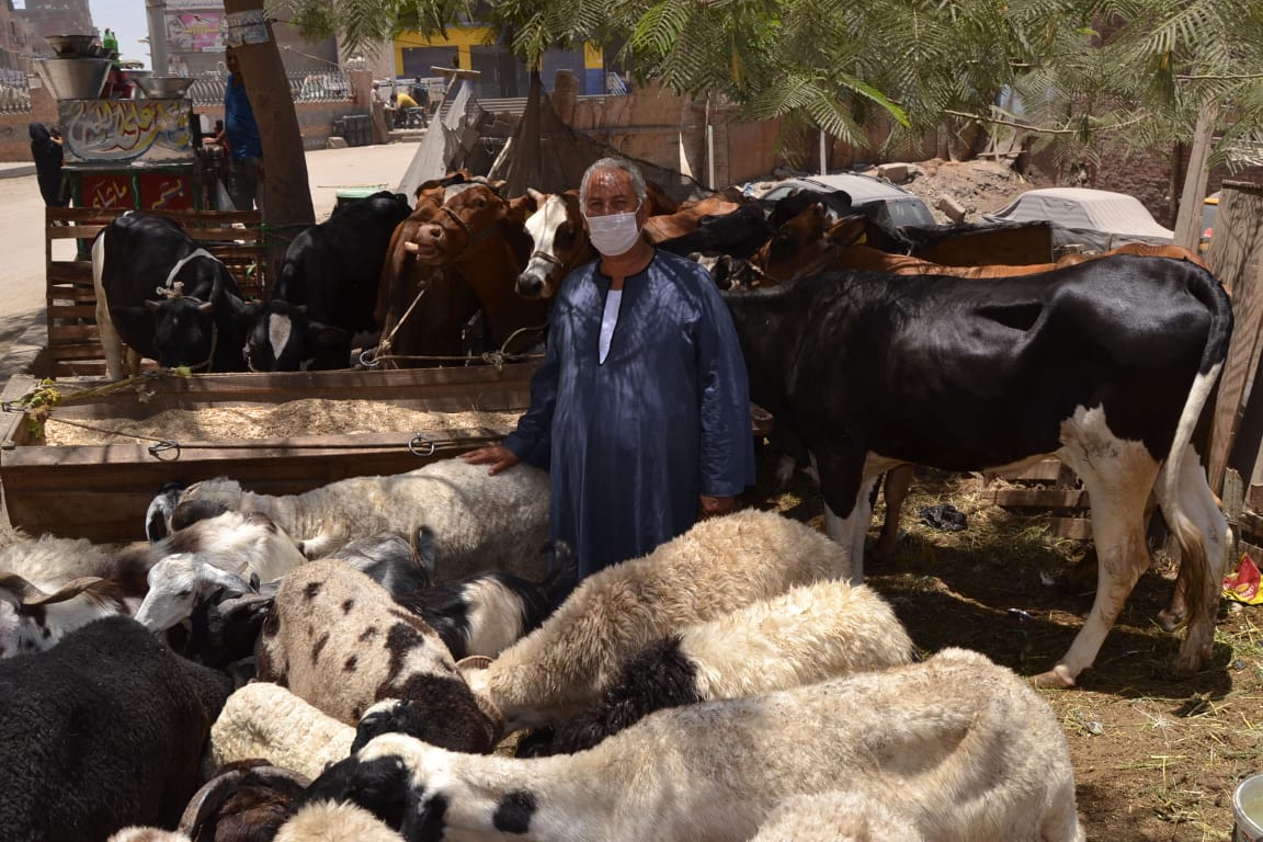 نقيب الفلاحين واسعار الماشية  (4)