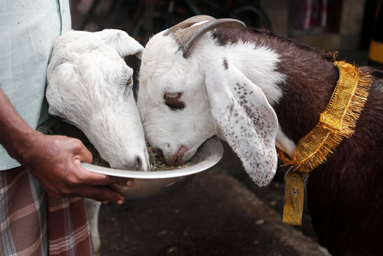 يتم تغذية الماعز قبل ذبحه خلال عطلة عيد الأضحى في مومباي