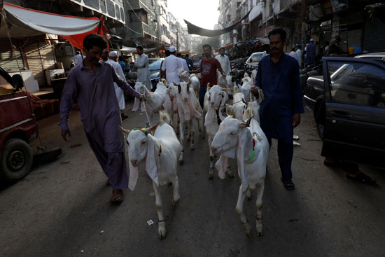 رجال يقودون مجموعة من الماعز يذبحون احتفالاً بعيد الأضحى ، مع استمرار جائحة فيروس التاجي (COVID-19) في كراتشي ، باكستان