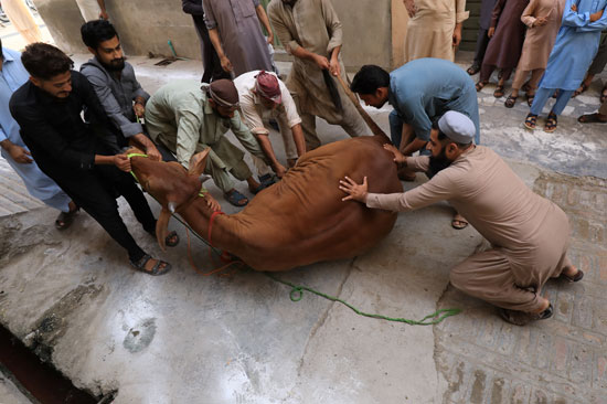 رجال يسيطرون على بقرة تذبح احتفالاً بعيد الأضحى ، مع استمرار جائحة فيروس التاجي (COVID-19) في بيشاور ، باكستان (2)