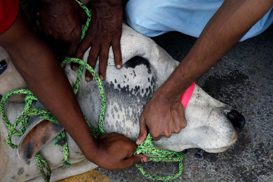 رجال يسيطرون على بقرة يتم ذبحها احتفالاً بعيد الأضحى ، مع استمرار جائحة فيروس التاجي (COVID-19) في كراتشي ، باكستان