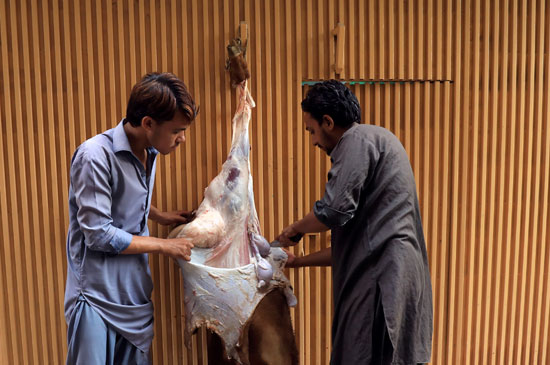 رجال يسلحون ماعز بعد ذبحهم احتفالاً بعيد الأضحى ، مع استمرار جائحة فيروس التاجي (COVID-19) في بيشاور بباكستان