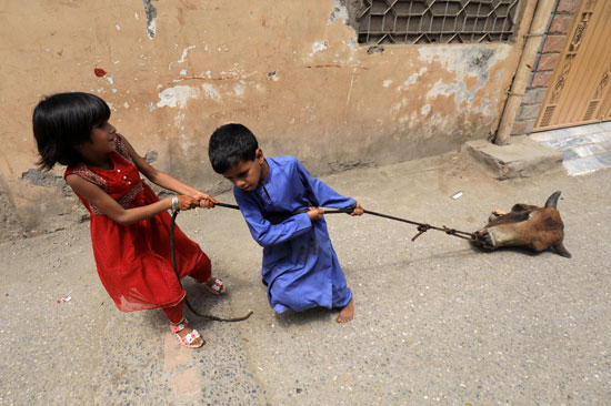 أطفال يسحبون رأس بقرة على طول شارع بحبل ، بعد ذبح احتفالاً بعيد الأضحى ، مع استمرار جائحة فيروس كورونا (COVID-19) في بيشاور