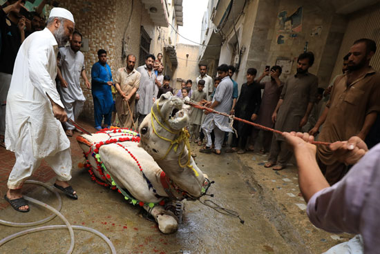 رجال يتجمعون لذبح جمل احتفالاً بعيد الأضحى ، مع استمرار جائحة فيروس التاجي (COVID-19) في بيشاور بباكستان