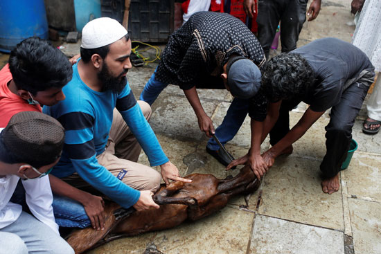 رجال يحملون عنزة قبل ذبحها خلال عطلة عيد الأضحى في مومباي