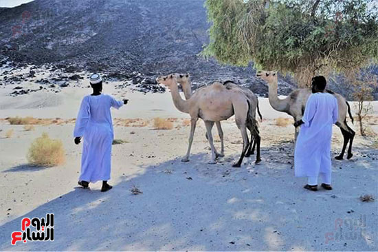 السفاري الجبلي (9)