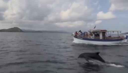 الدولفين يلعب بجانب الزورق