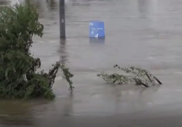 الاشجار تغرق فى امطار كوريا