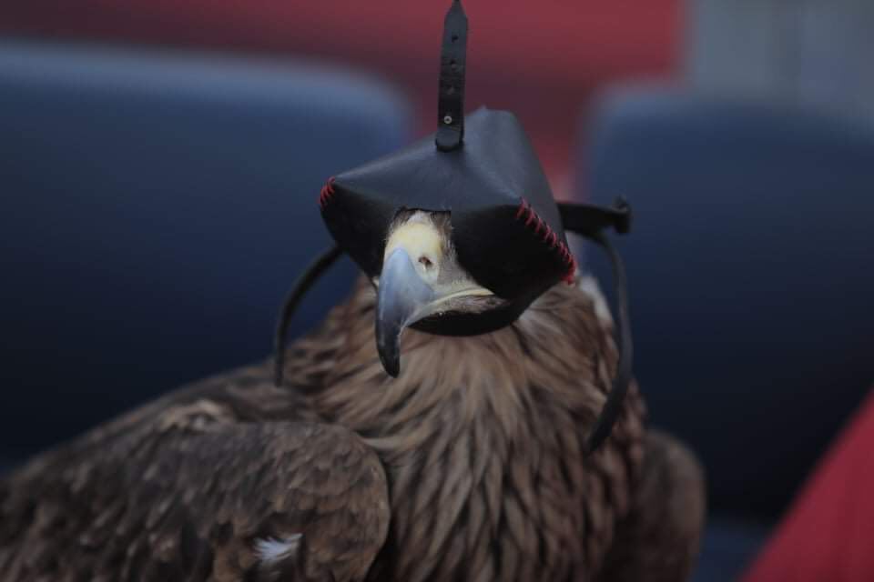 نسر الاهلي نسر الاهلي