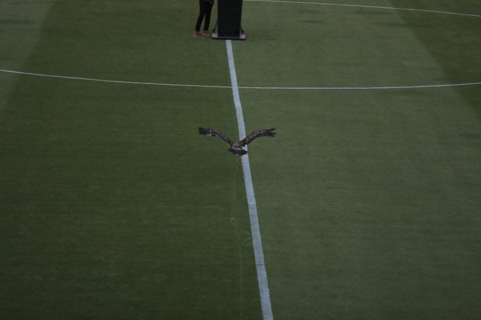 نسر الاهلي 2 نسر الاهلي 2