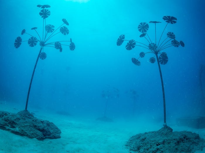 تماثيل النباتات الأسترالية في محيط تحت الماء