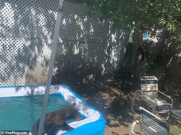 الدببة تلهو فى المسبح  (2)