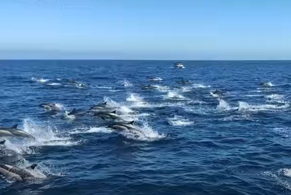 الدلافين تقفز فى الماء