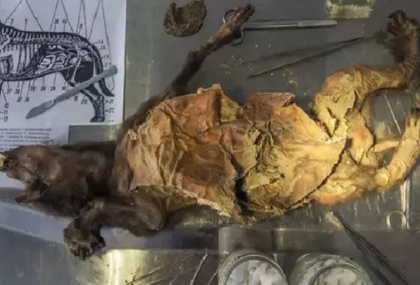 العثور على كلب ميت منذ 14 ألف عام معدته تحتوى على قطعة من وحيد القرن. (3)