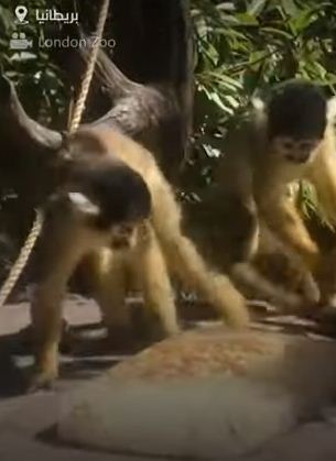القرود تلعب بالايس كريم