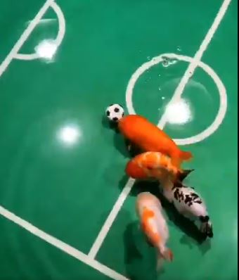 شاب صيني يدرب أسماكه على لعب كرة القدم (2)