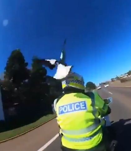 طائر يقفز على رأس شرطى