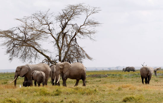 أفيال ترعى في حديقة أمبوسيلي الوطنية