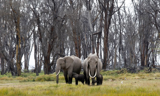 أفيال في كينيا