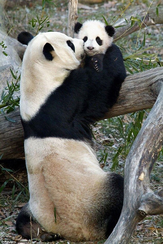 الباندا العملاقة مي شيانج تداعب صغيرها