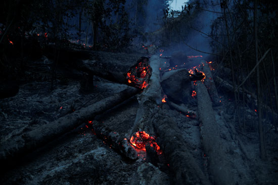 النيران تلتهم جذوع الأشجار