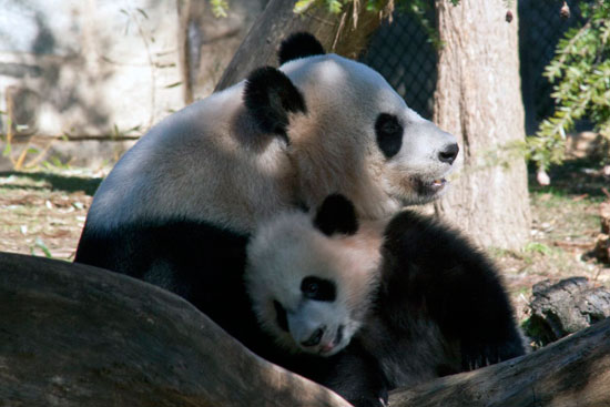 الباندا شيانج مع أحد صغارها