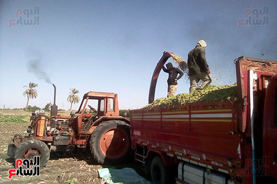 مزارعو المنيا يواجهون غلاء أعلاف الماشية بإنتاج السيلاج  (1)