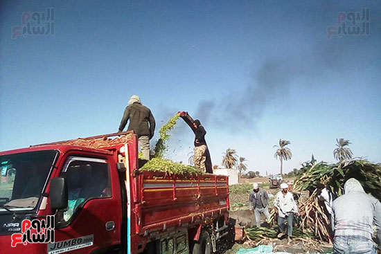 مزارعو المنيا يواجهون غلاء أعلاف الماشية بإنتاج السيلاج  (4)
