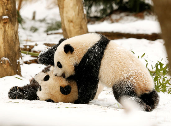 الباندا الأم مي شيان والشبل باو باو