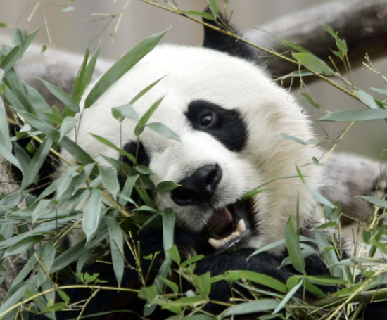 الباندا العملاقة مي شيانج تأكل الخيزران