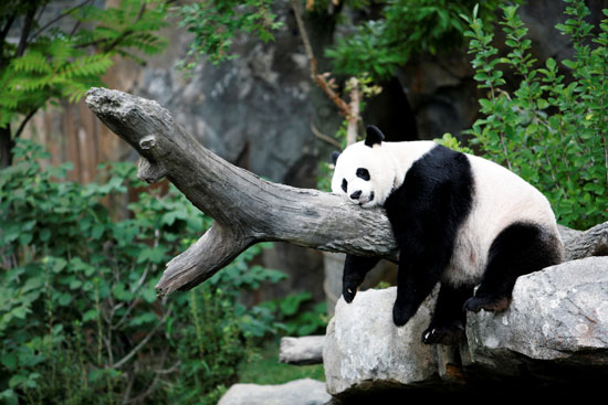 الباندا العملاقة مي شيانج تستمتع بقيلولة بعد الظهر