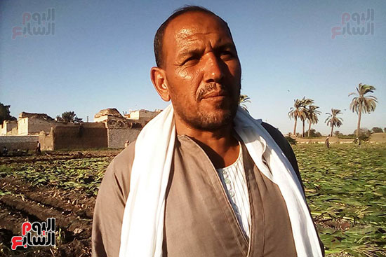 مزارعو المنيا يواجهون غلاء أعلاف الماشية بإنتاج السيلاج  (9)