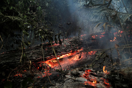 النيران تلتهم الأخضر واليابس فى غابات الامازون