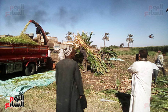 مزارعو المنيا يواجهون غلاء أعلاف الماشية بإنتاج السيلاج  (15)