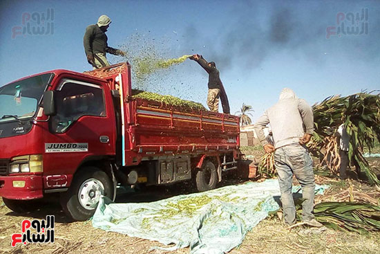 مزارعو المنيا يواجهون غلاء أعلاف الماشية بإنتاج السيلاج  (12)