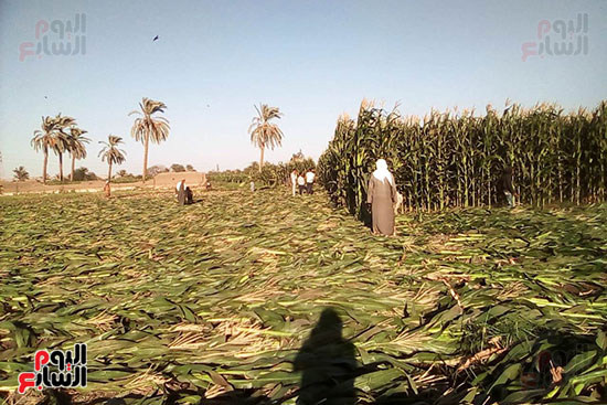 مزارعو المنيا يواجهون غلاء أعلاف الماشية بإنتاج السيلاج  (5)