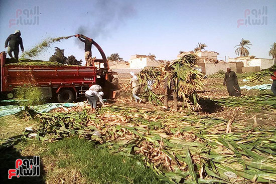 مزارعو المنيا يواجهون غلاء أعلاف الماشية بإنتاج السيلاج  (17)