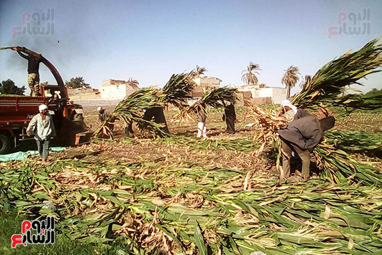 مزارعو المنيا يواجهون غلاء أعلاف الماشية بإنتاج السيلاج  (16)