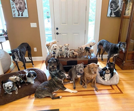 تحول منزلهما إلى إلى دار لرعاية الكلاب ذوى الاحتياجات الخاصة