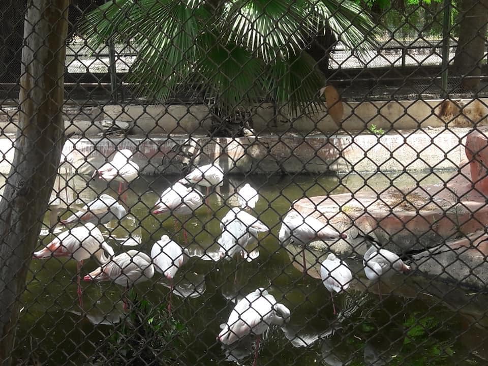 حديقة حيوان الاسكندرية (31)