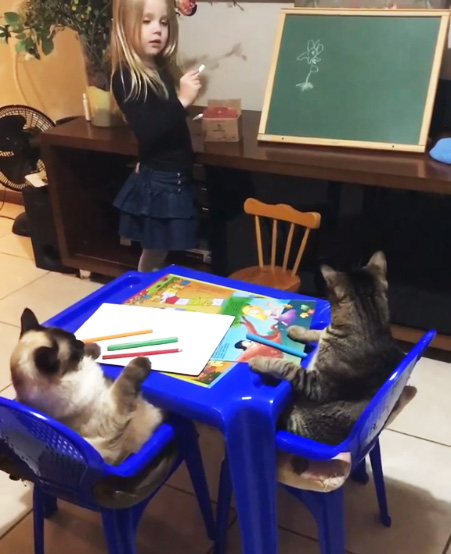 طفلة تعلم القطط الرسم  (2)