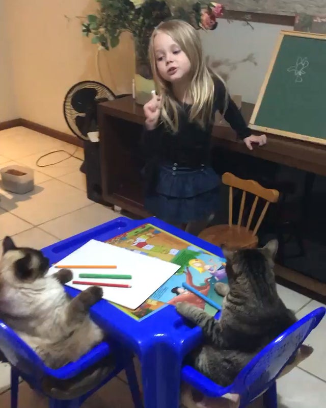 طفلة تعلم القطط الرسم  (1)