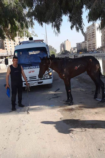 الشرطة تنقذ حصانا هزيلا من الموت بطنطا (2)