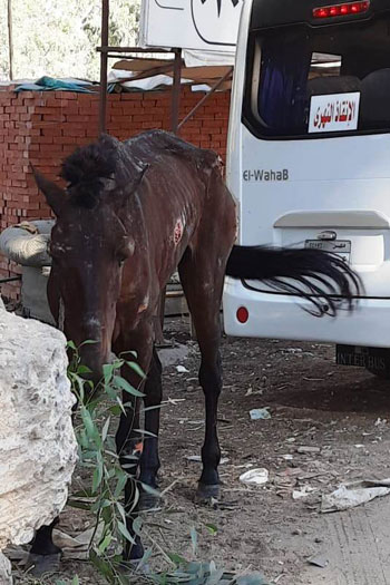 الشرطة تنقذ حصانا هزيلا من الموت بطنطا (3)
