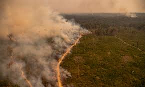 غابات الامازون والحرائق