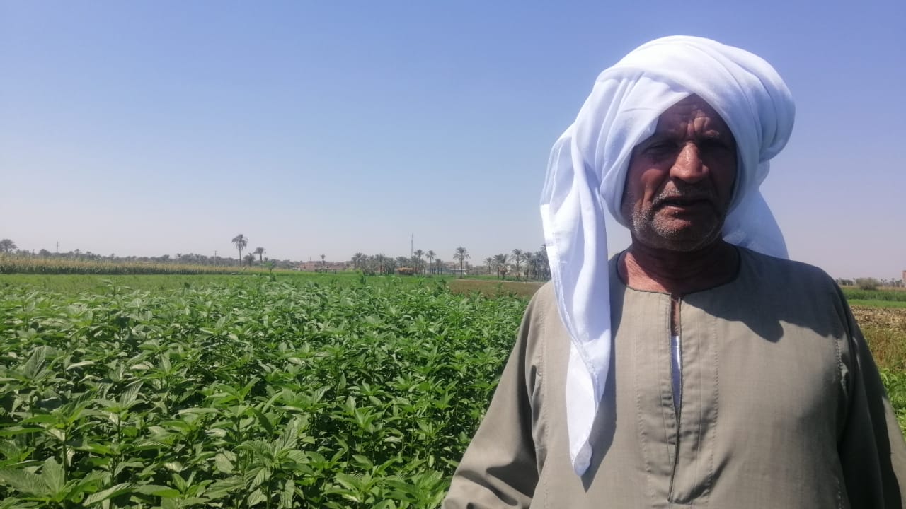 سيد أحمد رمضان أحد المزارعين بمركز إطسا فى الفيوم (1)