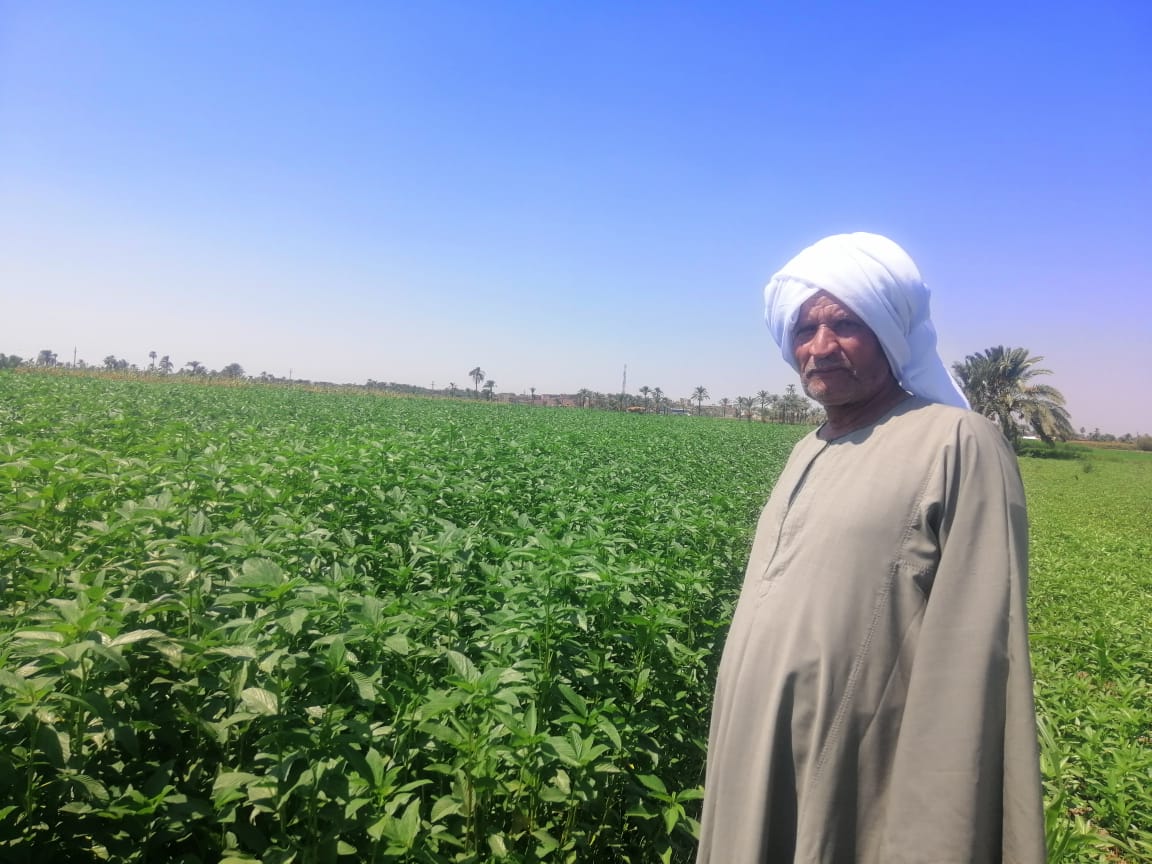سيد أحمد رمضان أحد المزارعين بمركز إطسا فى الفيوم (2)
